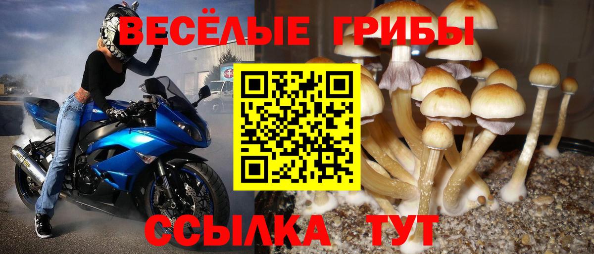Псилоцибиновые грибы Cubensis Новотроицк